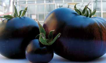 Pomodori OGM